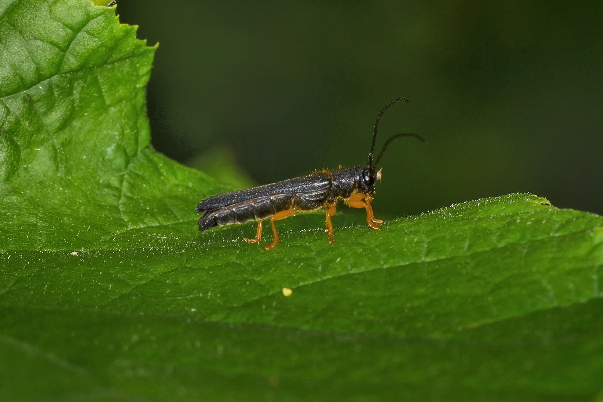 Oberea linearis, Cerambycidae